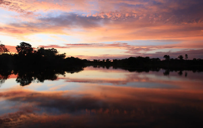 Editorial cover for The Nine Aurora's feature on the Amazon region and skin longevity