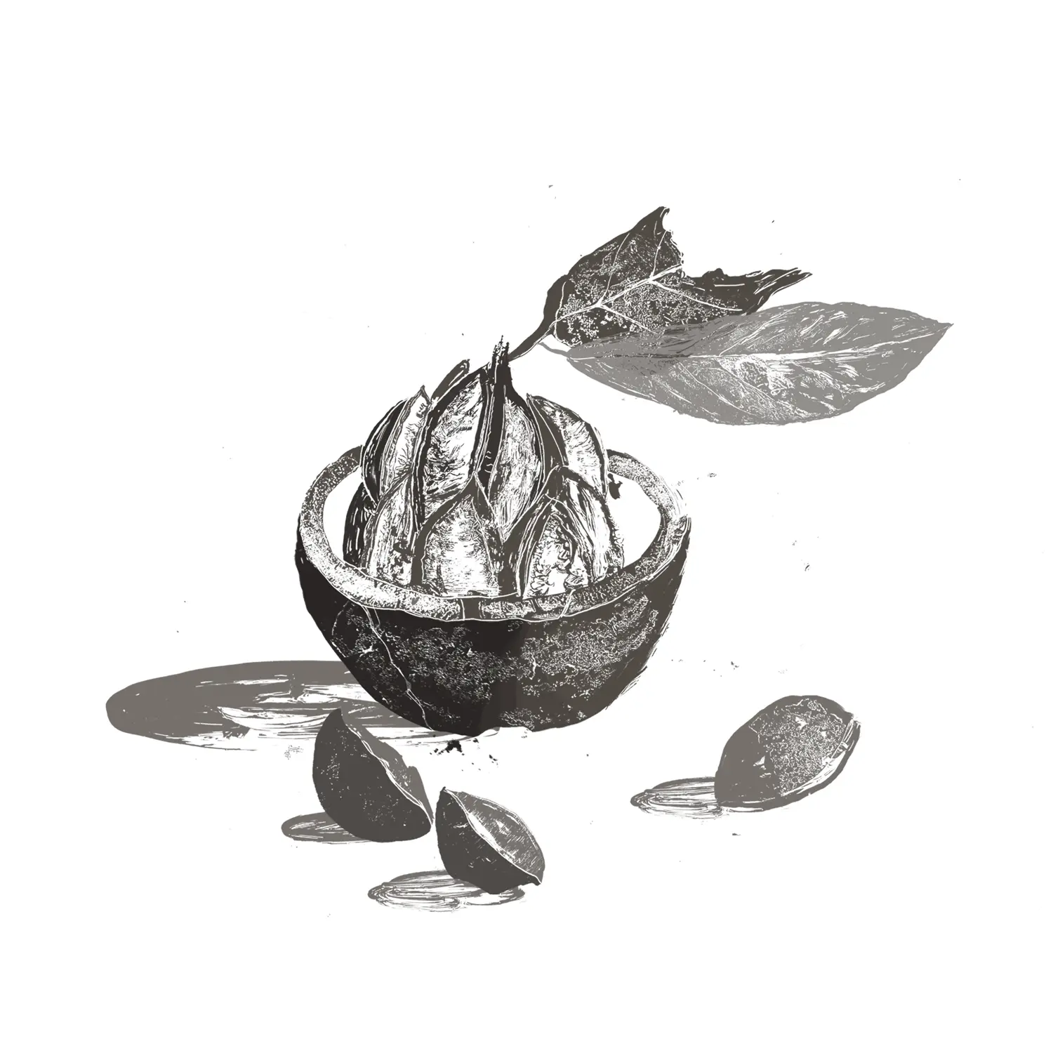 Brazil Nut Oil