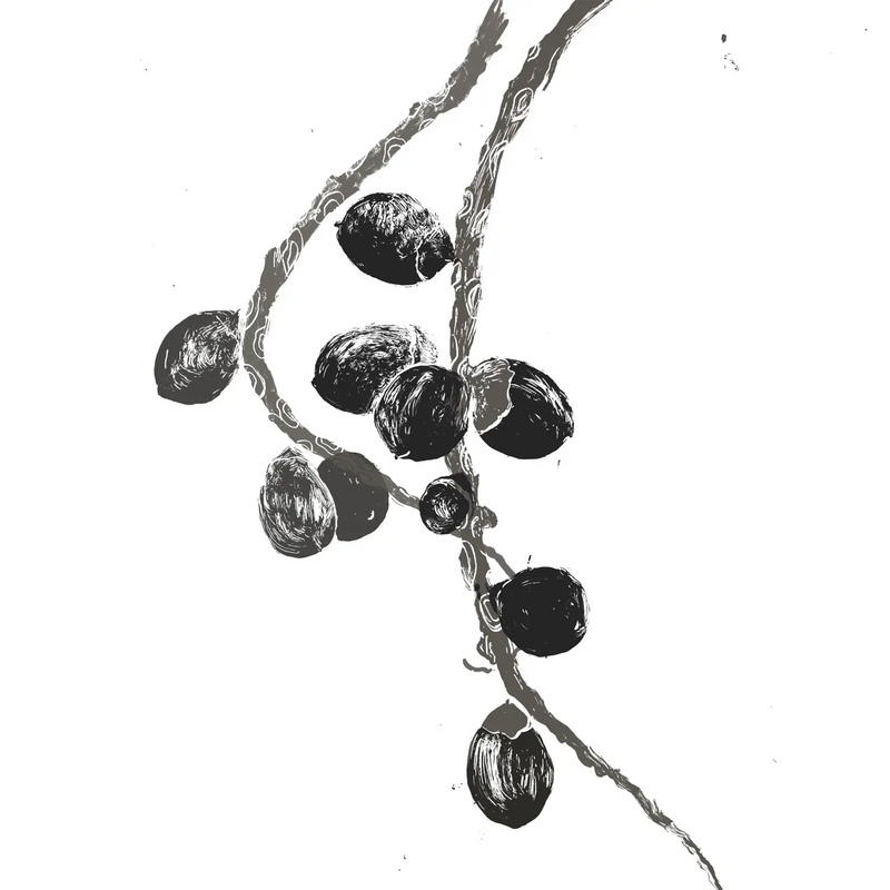 Oenocarpus Bataua Fruit Oil