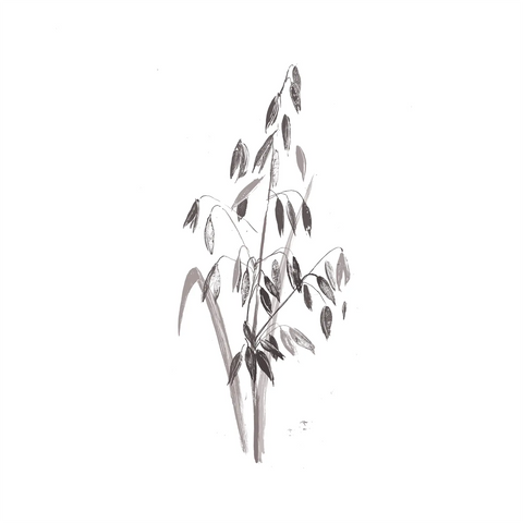 Avena Sativa Leaf Extract
