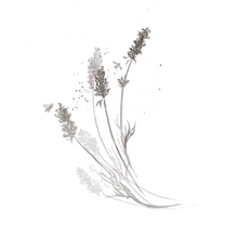 Lavandula Angustifolia (Lavender) Flower Extract