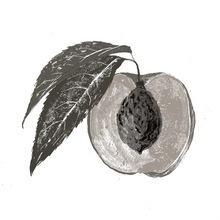 Prunus Persica (Peach) Leaf Extract