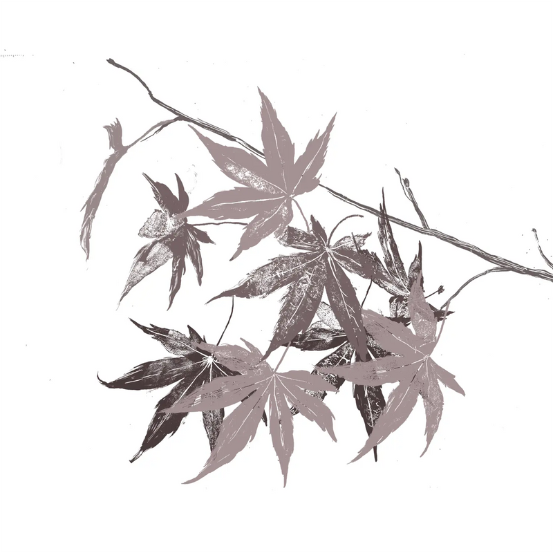 Acer Palmatum Leaf extract