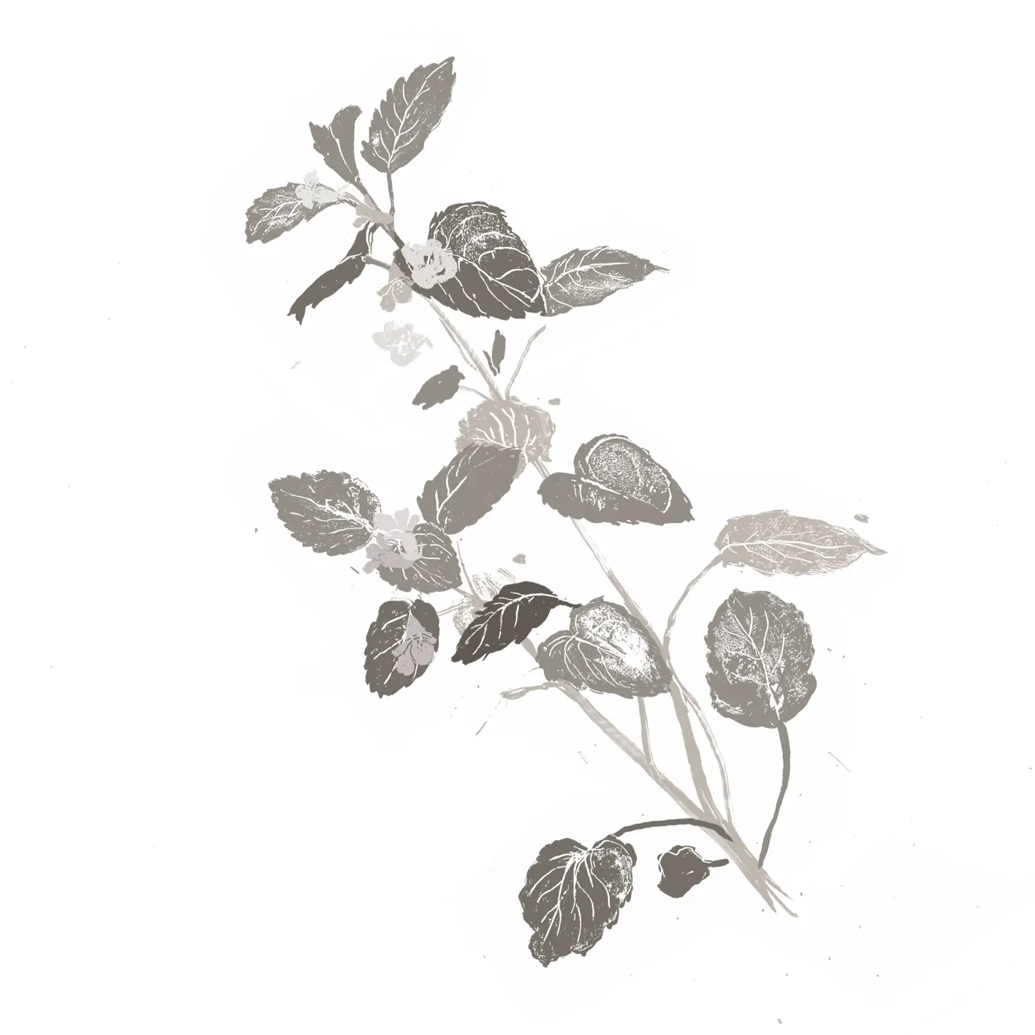 Lemon Balm Extract