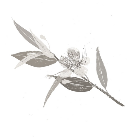 Water and Mirtus Communis Leaf Extract