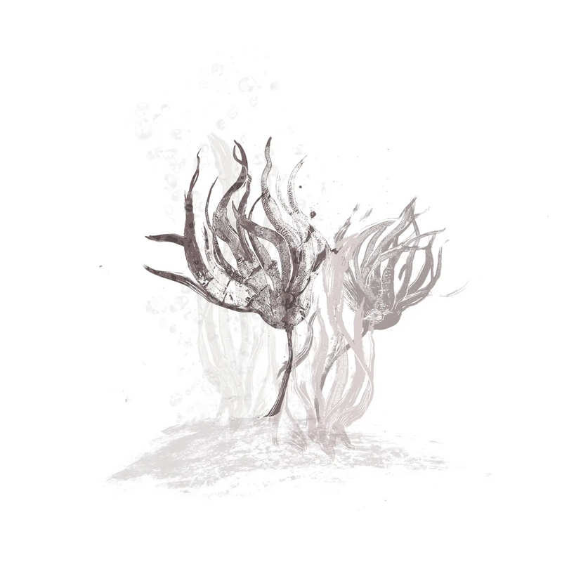 Laminaria Hyperborea Extract