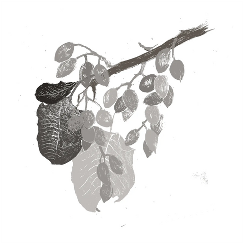 Pistacia Vera Seed Oil