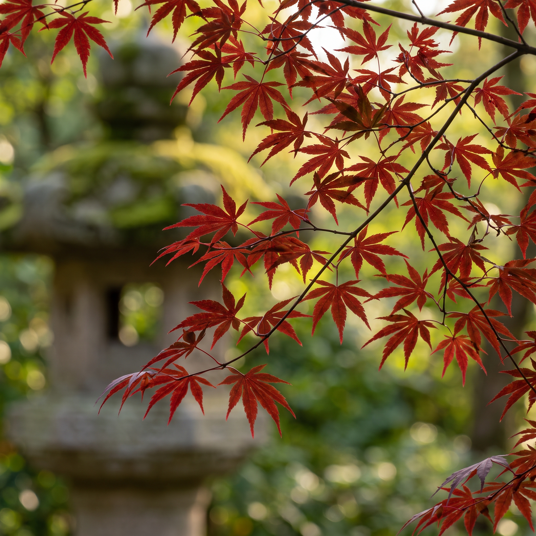Japanese Maple Leaf Extract
