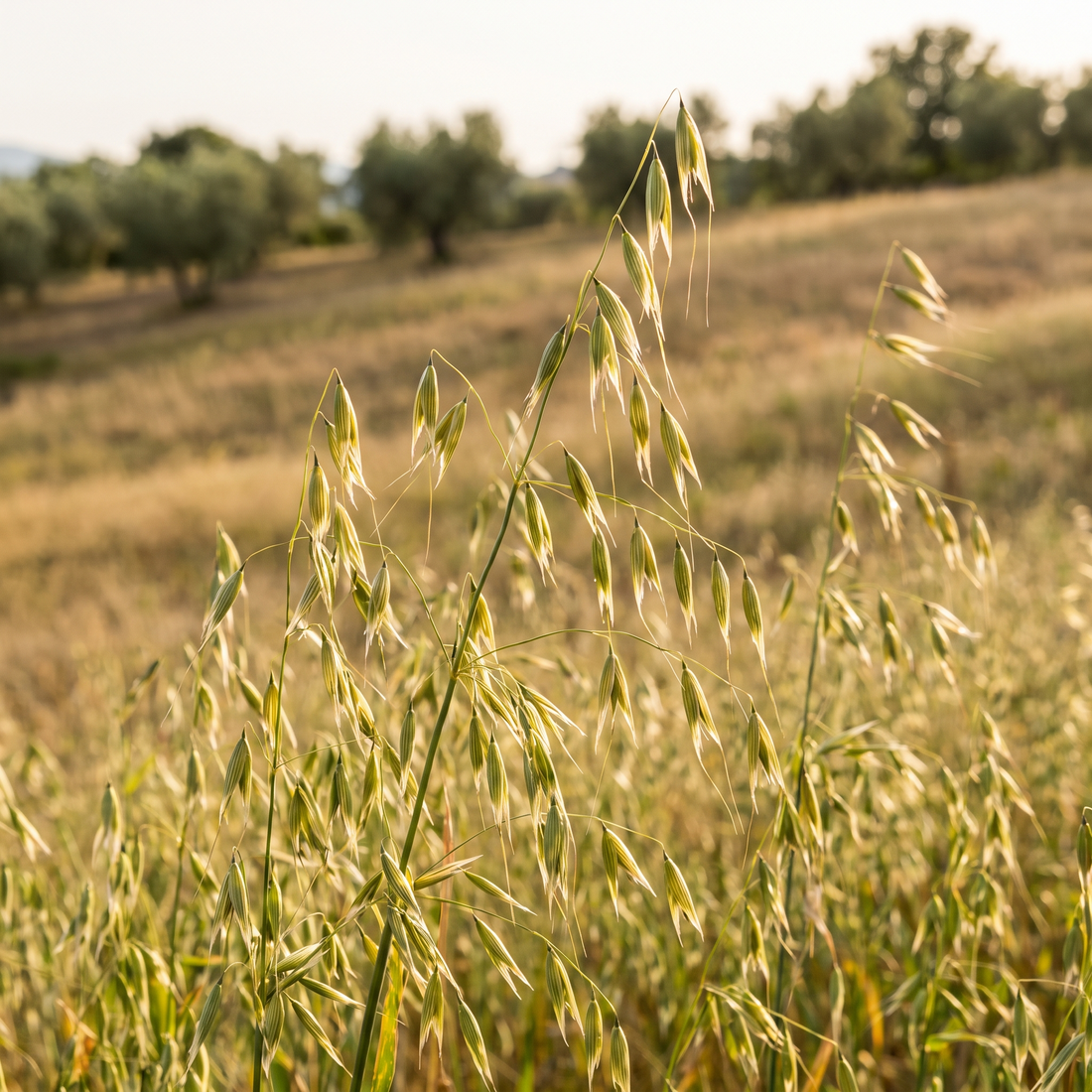 Oat Extract