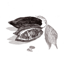 Theobroma Cacao Seed Butter