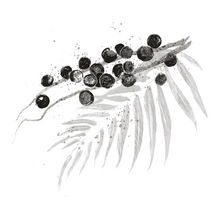 Euterpe Oleracea Fruit Oil