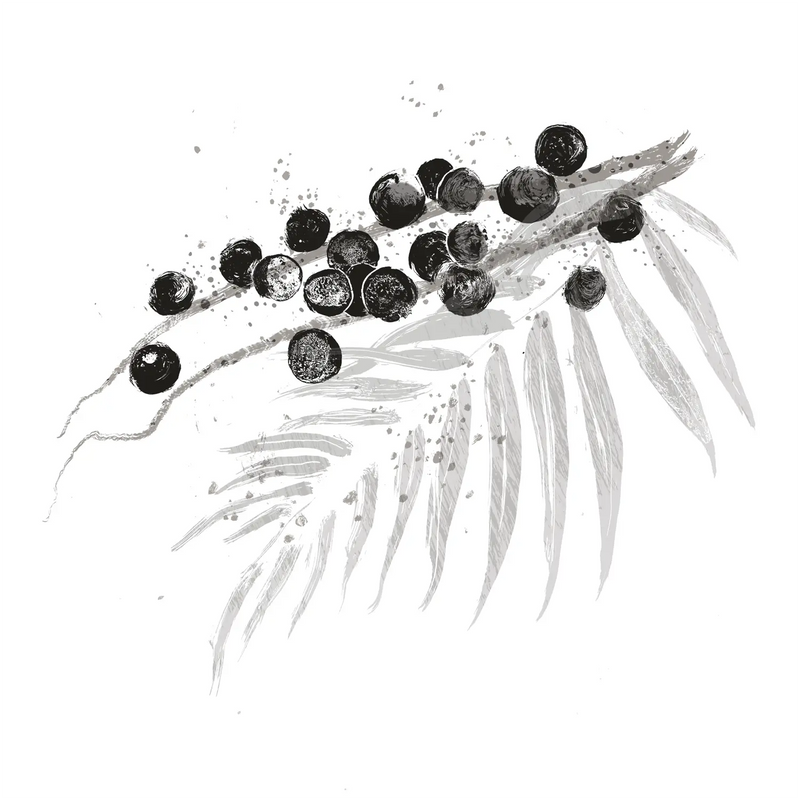 Euterpe Oleracea Fruit Oil