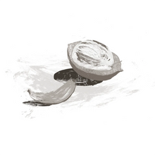 Astrocaryum vulgare kernel Oil