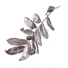 Carapa Guianensis Seed Oil