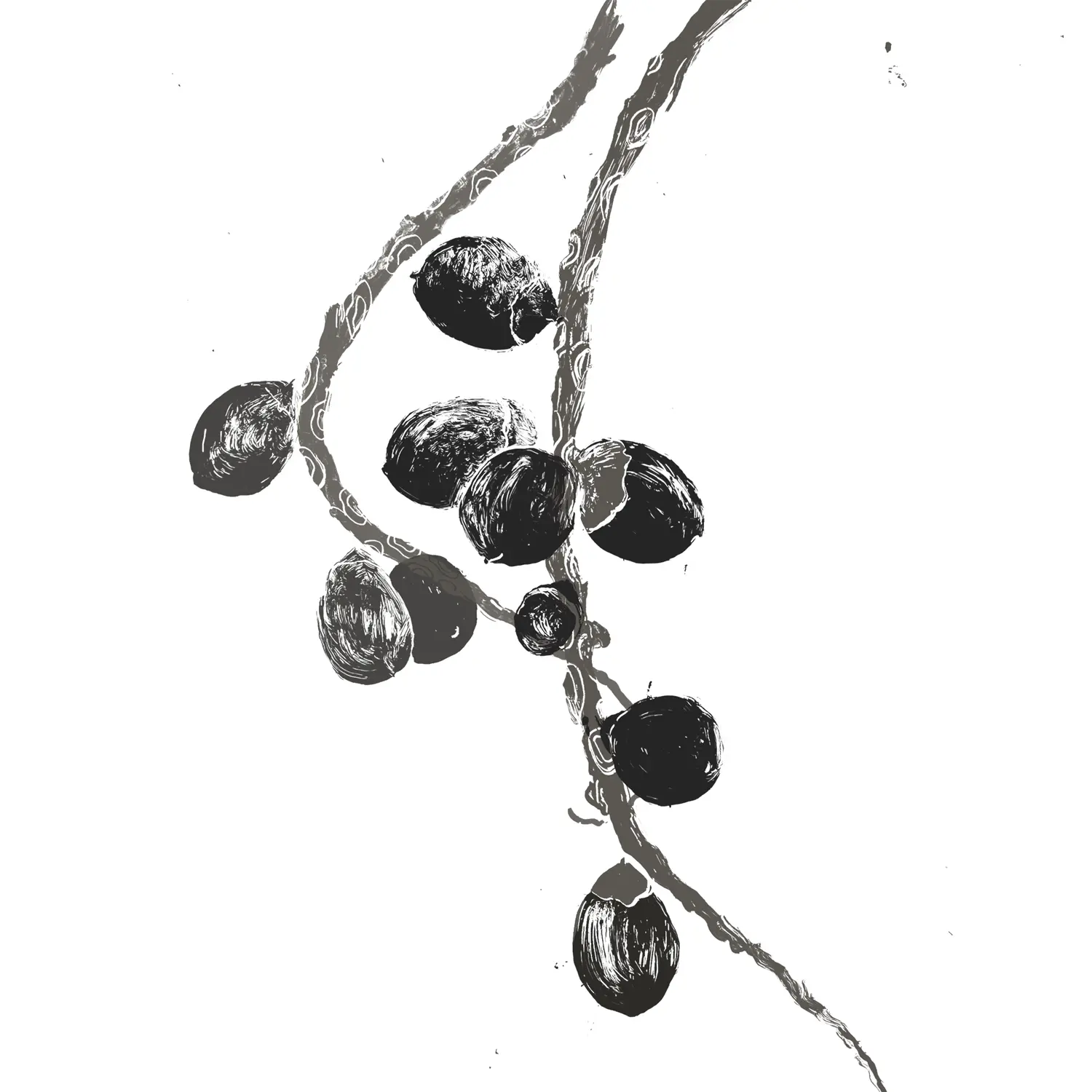 Patauá-Öl