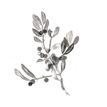 Pistacia lentiscus (Mastic) Gum
