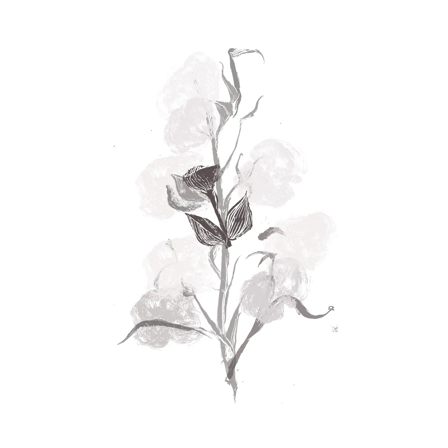 Cotton Seed Oil