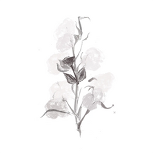 Gossypium Herbaceum (Cotton) Seed Oil