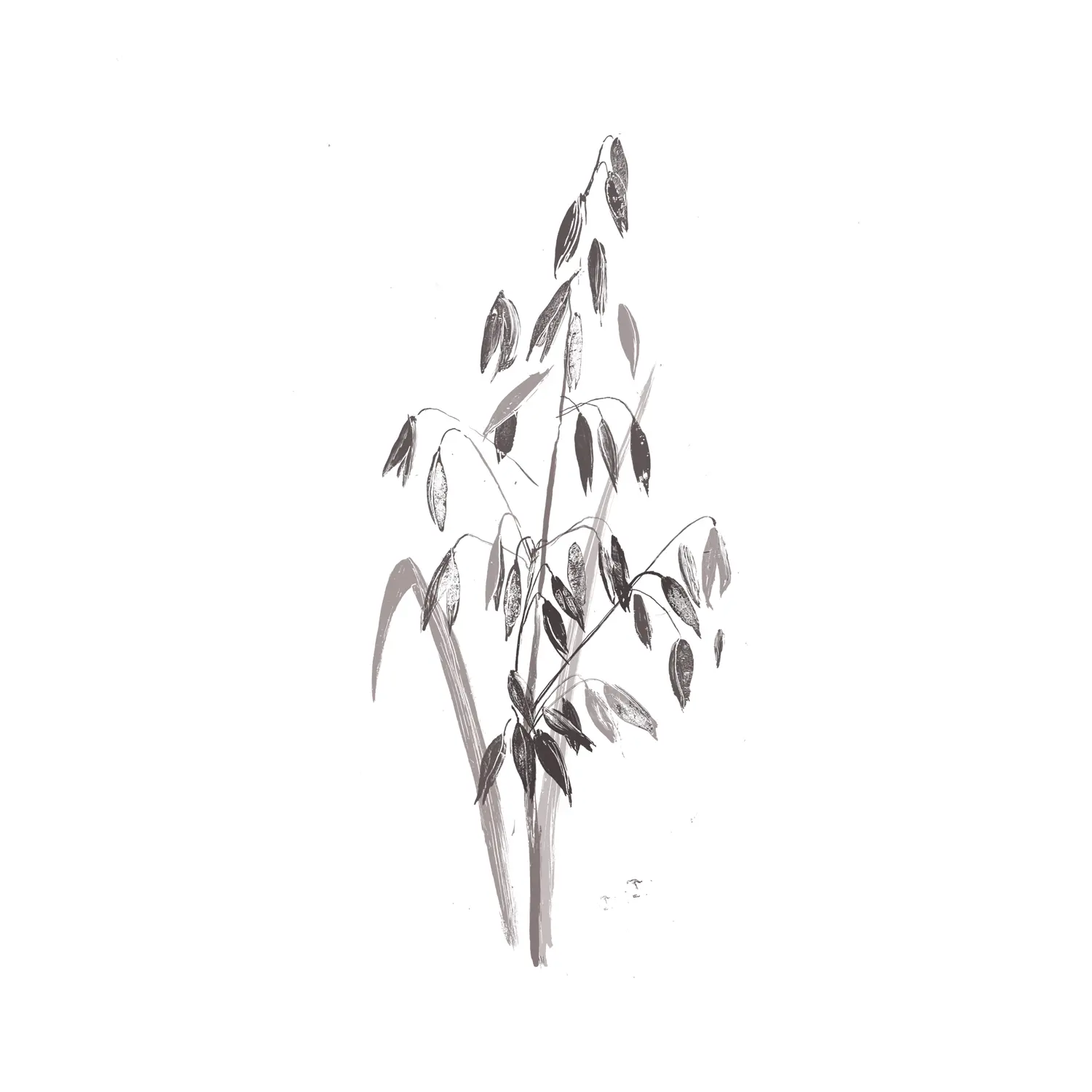 Oat Extract