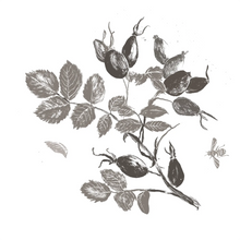 Rosa Canina Fruit Oil