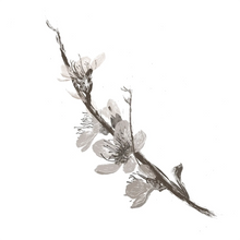 Prunus Mume Fruit Extract