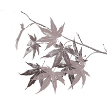 Acer Palmatum Leaf extract