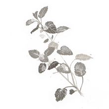 Melissa Officinalis Leaf Extract