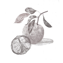 Citrus Junos Fruit Extract