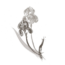 Iris Florentina Root Extract