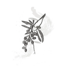 Hippophae Rhamnoides Fruit Extract