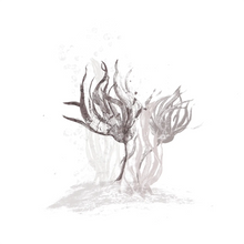Laminaria Hyperborea Extract