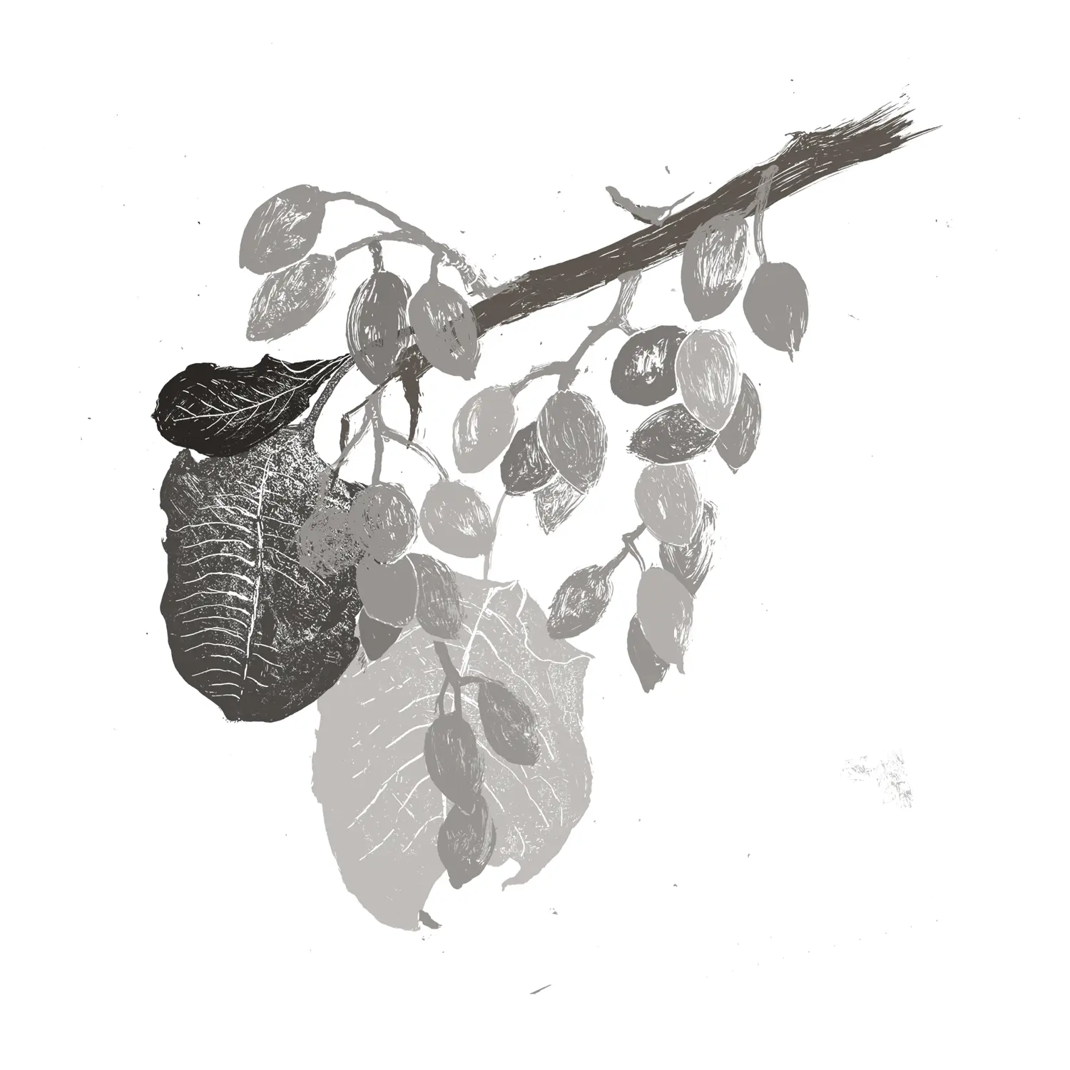 Pistachio Seed Oil