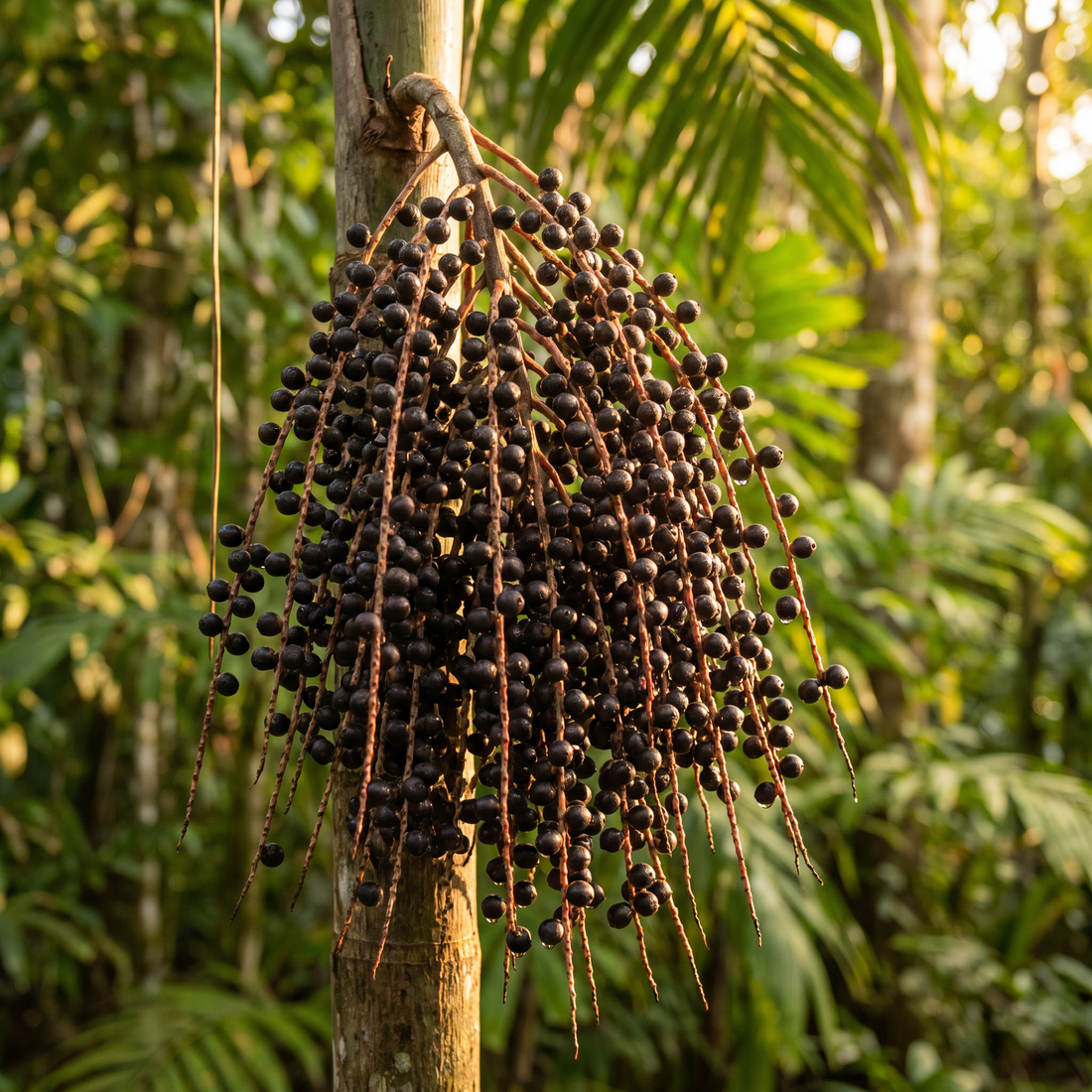 Açaí
