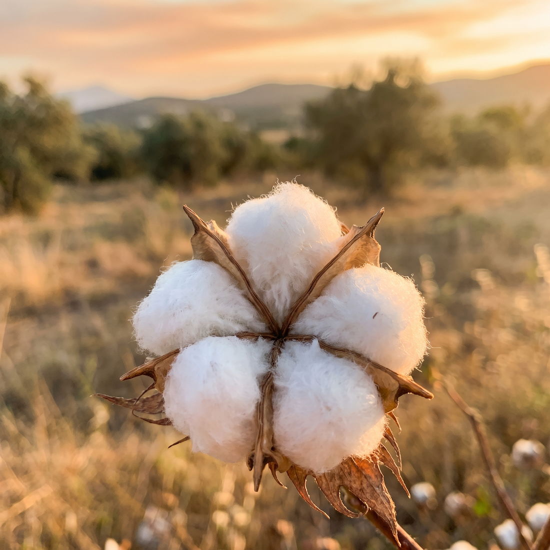 Cotton Seed Oil