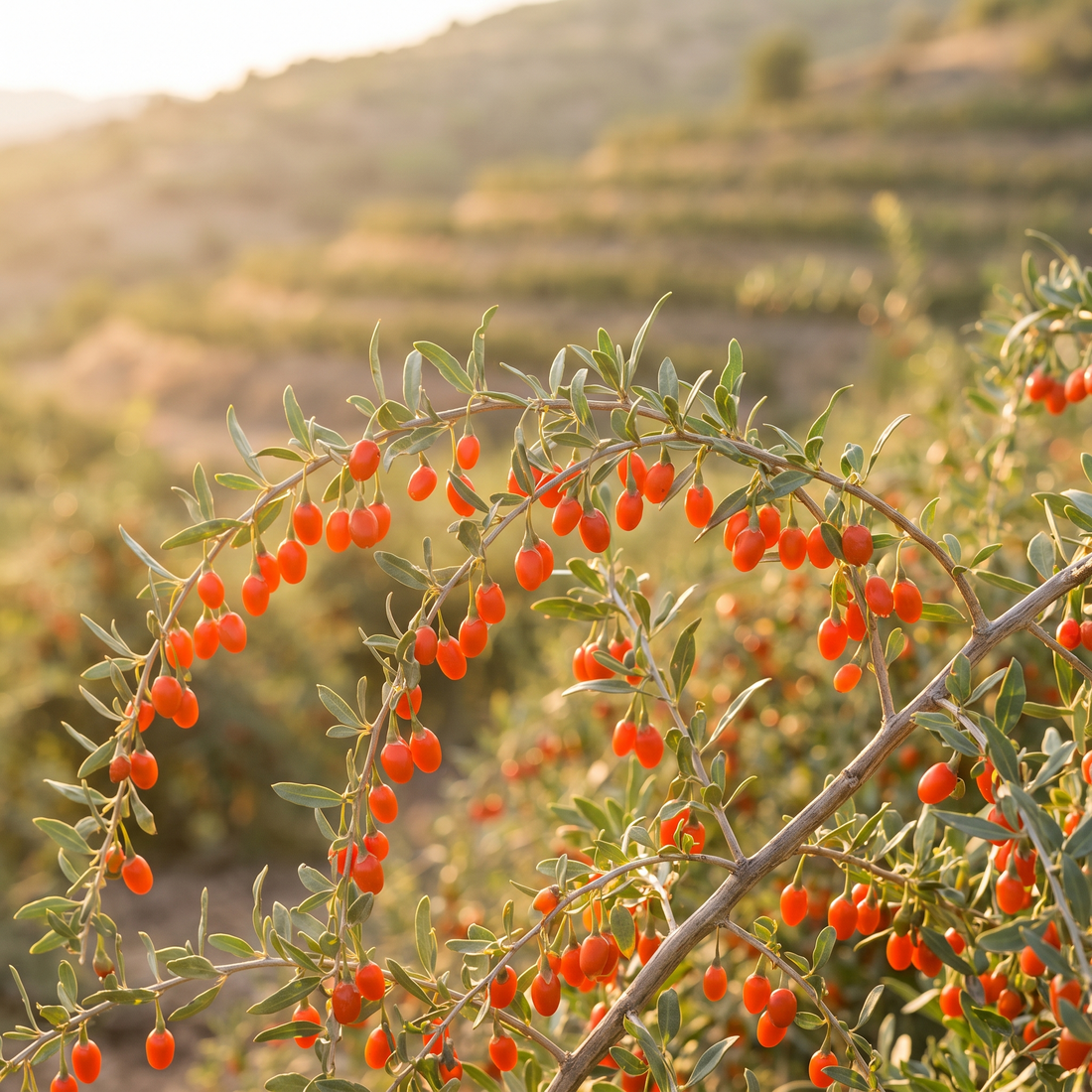 Goji Berry Extract