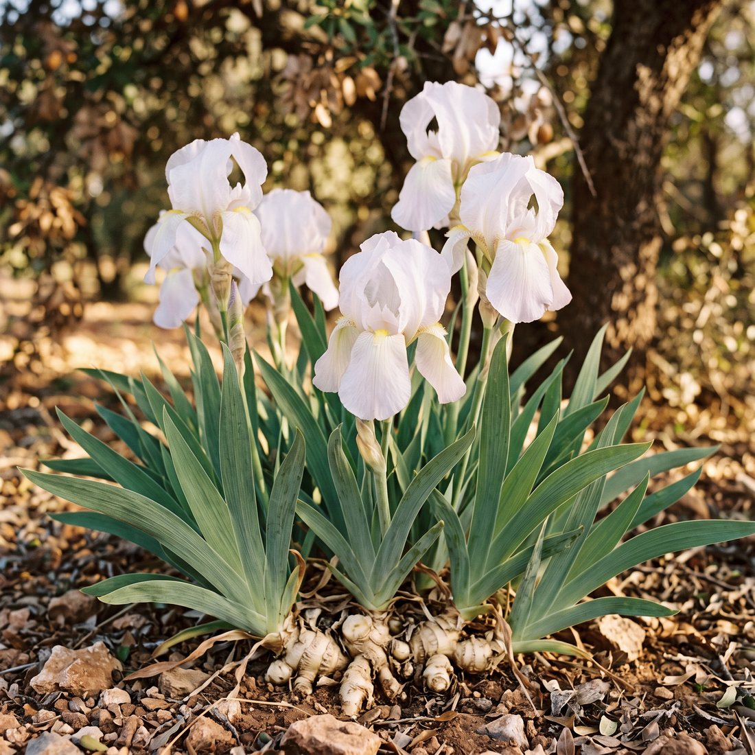 Estratto di radice di iris