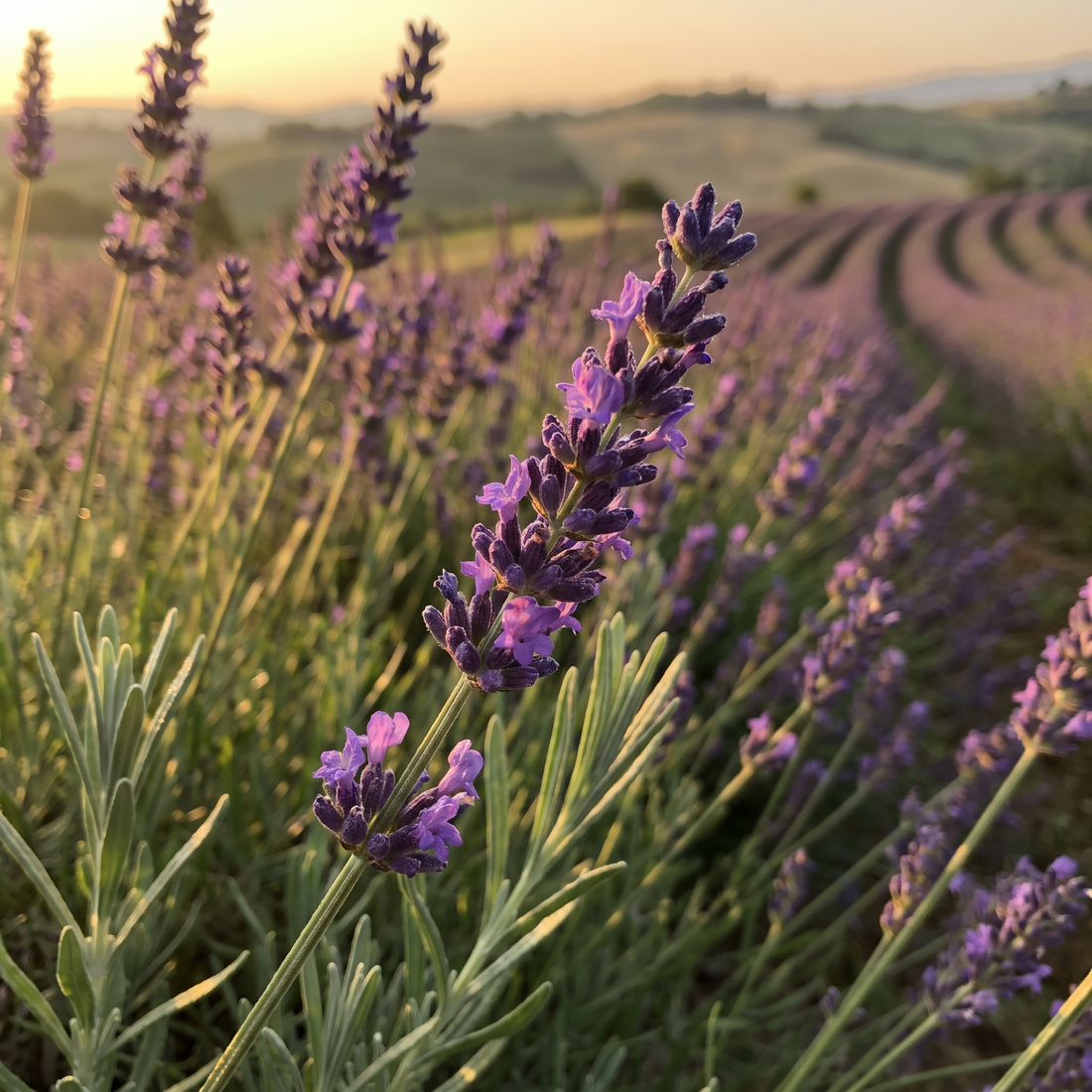 Lavender