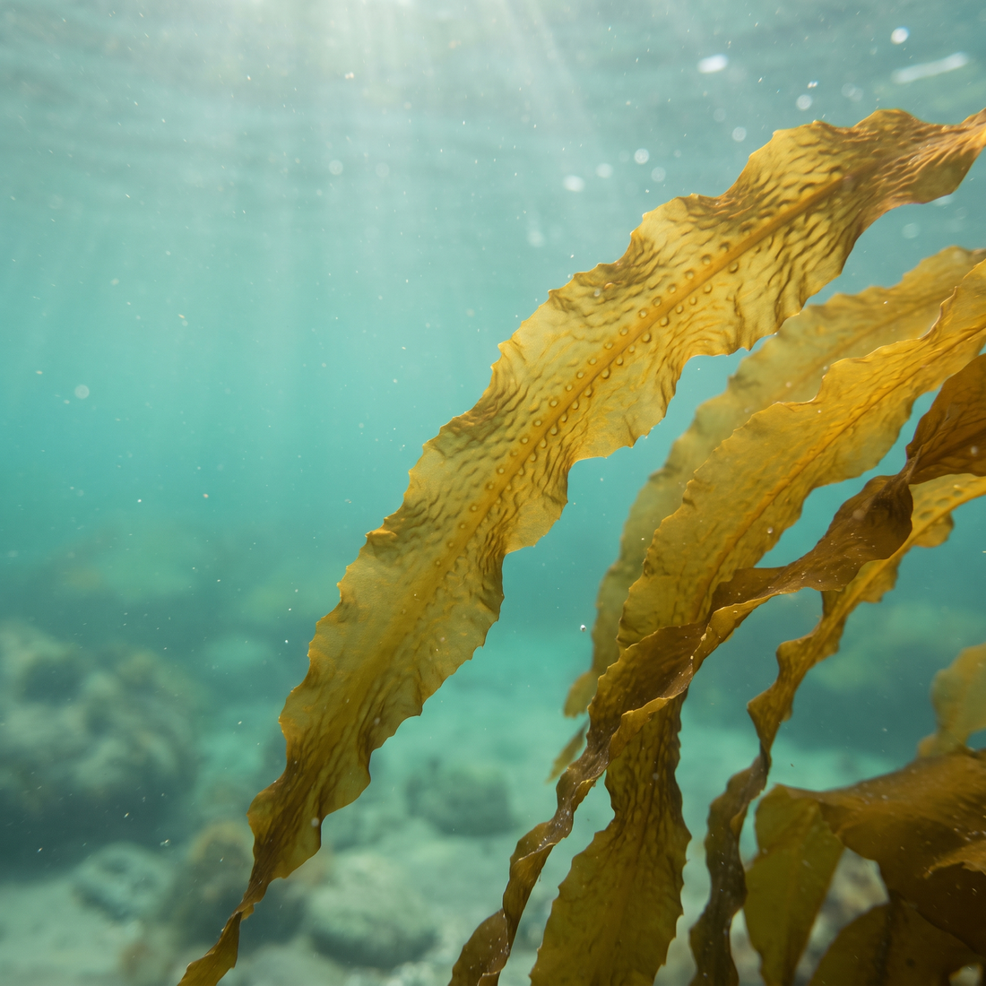 Kelp azucarado